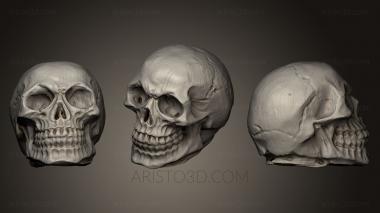 Anatomy of skeletons and skulls (ANTM_0180) 3D model for CNC machine